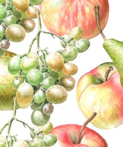 Watercolor Fruits